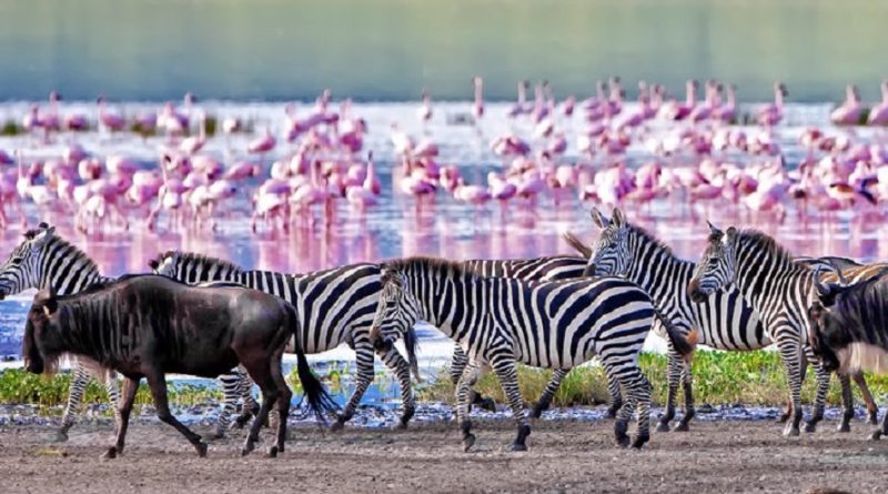 Tanzania Experience