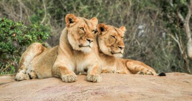 Sudafrica Urban e Wildlife