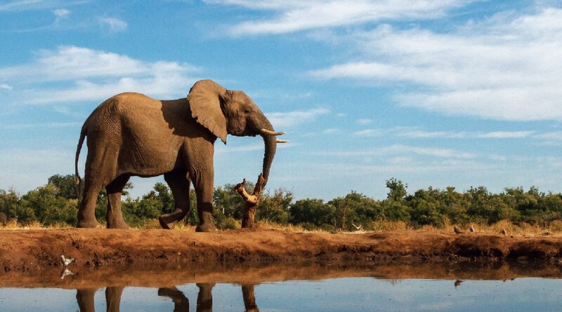 Botswana Fiumi Delta e Safari